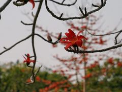 -中国科学院西双版纳热带植物园