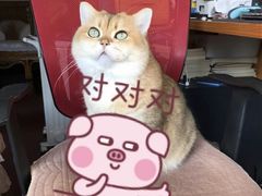 -东方名猫馆·英短金渐层布偶猫舍(环线广场1号楼店)