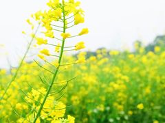 -桤木河湿地公园