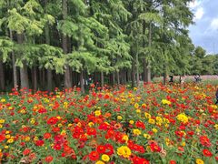 -上海共青森林公园