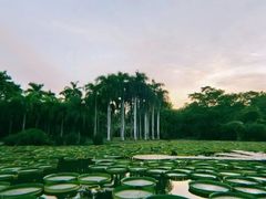 -中国科学院西双版纳热带植物园