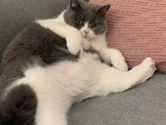 -宠颐生宠物医院·心肾内科·猫专科诊疗中心宠巢店
