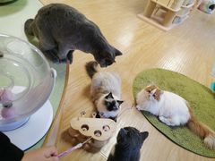 -猫和宫(六道口店)