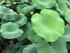 -小杨生煎(宝山花园城店)
