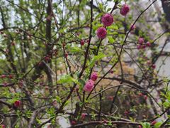 -桃花堤公园