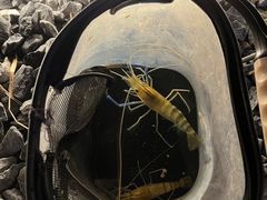 -DGE季风钓虾营地·团建·聚会
