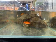 -苏州艺都古玩花鸟市场