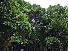 -西双版纳原始森林公园