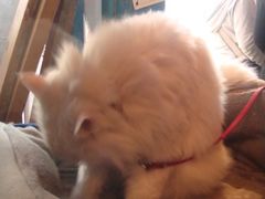 -Babycat私家御饼屋(龙头路一店)