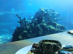 -海棠湾洲际-涛·海底餐厅·美人鱼·自助餐·海底隧道