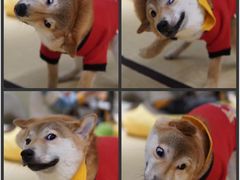 -逗柴咖啡屋·狗咖猫咖宠物桌游