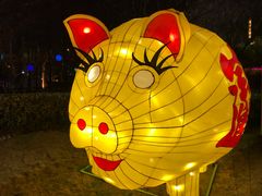 -锦江乐园舞狸花花游园会(夜场专享)