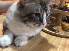 -白兔子密室(长寿路店)