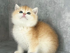 -小猫来了·猫舍(红山六九七九店)