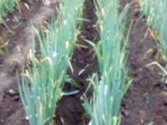 -金明姬铁锅炖(东坝店)