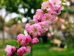 -南汇桃花村