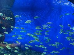 -成都浩海立方海洋公园