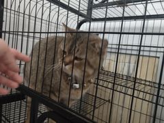 -老乌家特色小炒泡馍(大皮院店)