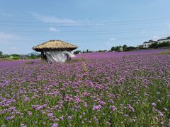 -紫颐香薰山谷景区