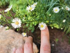 -上海辰山植物园