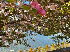 -长白岛森林公园
