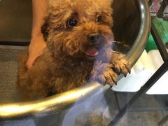 -PETKIT小佩宠物(昭化店)