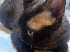 -宠爱国际动物医院·消化内科·心肾内科·ISFM猫友好(望京店)