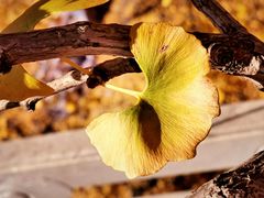 -遵化市禅林寺古银杏风景园