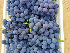 -马陆小张葡萄园农家乐