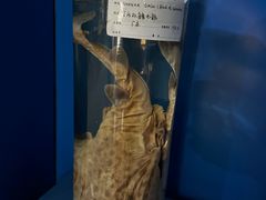 -上海海洋大学鱼文化博物馆(军工路校区)