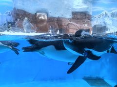 -海合安成都极地海洋公园