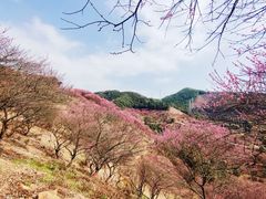 -新建村梅花