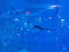 -烟台海昌鲸鲨海洋公园