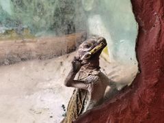 -上海大自然野生昆虫馆(东方明珠·爬宠昆虫探索中心)
