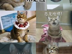 -博特宠物医院24h犬猫全科.骨科·异宠