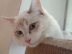 -藏猫猫咖啡主题馆(中央大道店)