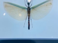 -上海昆虫博物馆