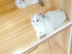 -猫十亿·布偶金渐层·曼基康矮脚猫舍(青年路店)