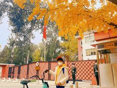 -三里屯东五街银杏大道