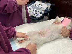 -顺强宠物诊所·狂犬免疫·夜诊·骨科(嘉定店)