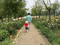 -紫云台香草园