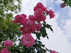 -花博汇(知音花月夜)