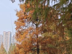 -重庆彩云湖湿地公园