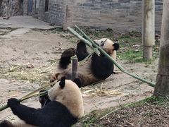 -都江堰中华大熊猫苑