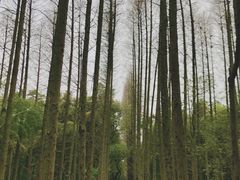 -同里国家湿地公园