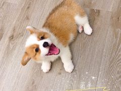 团子-浣熊柯尔鸭土拨鼠·电玩咖