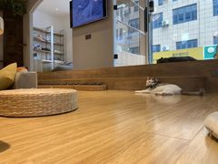 -啵啵喵·猫咖(攀华国际店)
