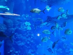 -成都浩海立方海洋公园