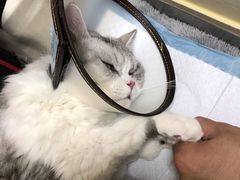 -喜多萌中农锦绣动物医院24H·猫科·牙科MRI·CT