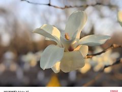 -大兴滨河森林公园